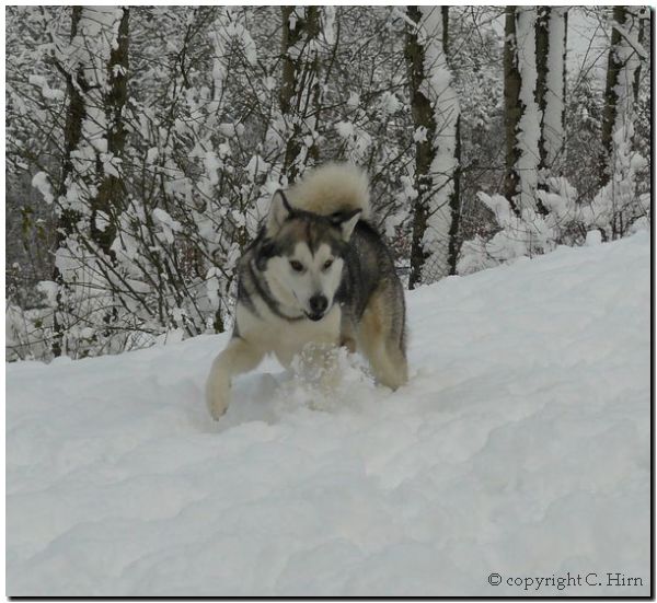 Sheena 11-2008 1.jpg